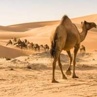 A LA DECOUVERTE DU DESERT