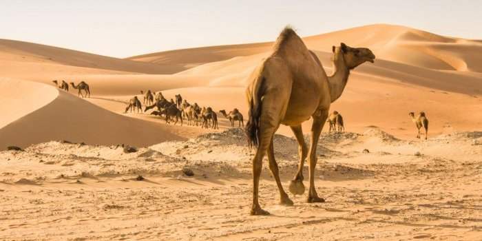 A LA DECOUVERTE DU DESERT