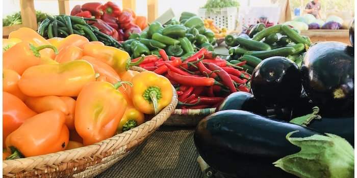 VISITE ET CUEILLETTE À LA FERME "AL RAHBA ORGANIC"