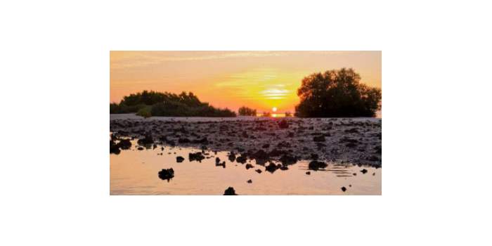 SUNSET KAYAKING EXPERIENCE - JUBAIL MANGROVE PARK