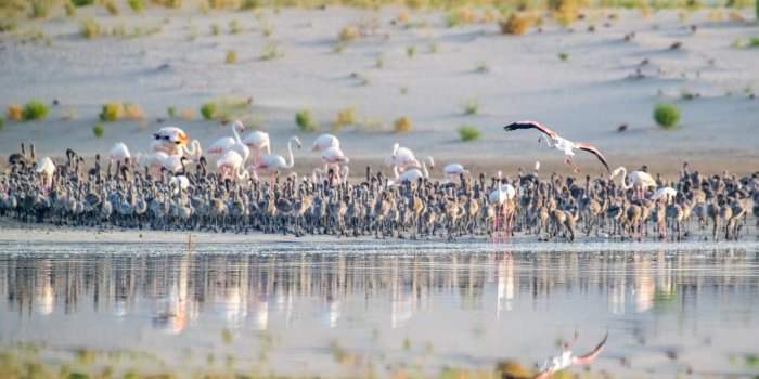 AL WATHBA WETLAND RESERVE