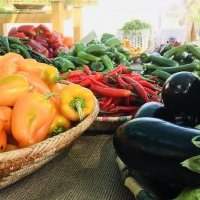 VISITE ET CUEILLETTE À LA FERME "AL RAHBA ORGANIC"