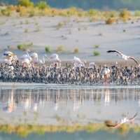 AL WATHBA WETLAND RESERVE