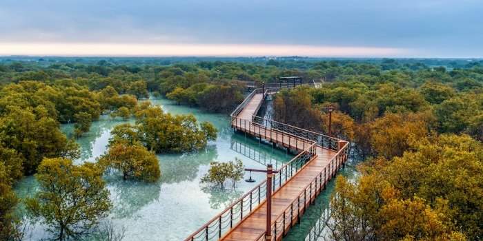 VISITE AU JUBAIL MANGROVE PARK